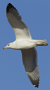 Larus armenicus
